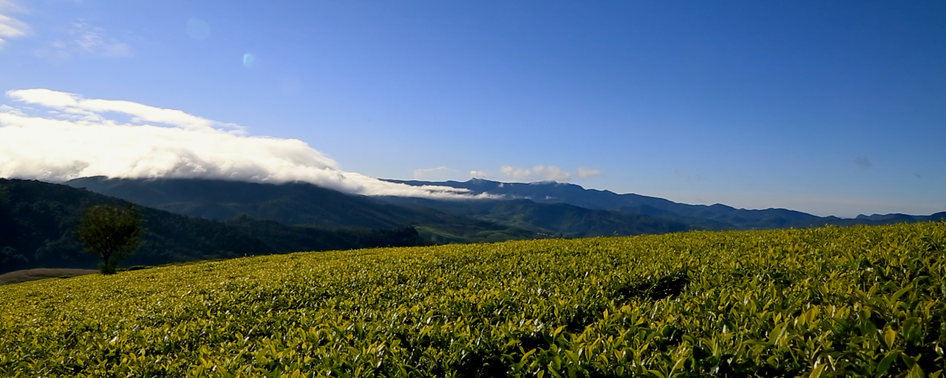 Video loop tea hill mountains clouds
