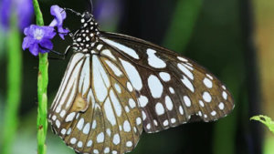 Urban butterfly garden emerges as national model for conservation and mental wellbeing