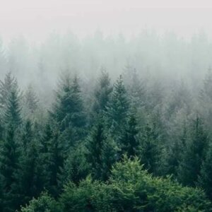 A Shared Duty to Protect our Forests